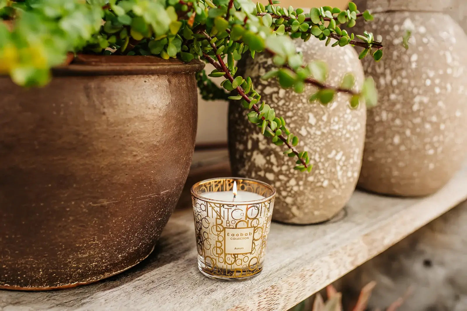 Baobab Aurum | My First Baobab | Duftkerze Max One